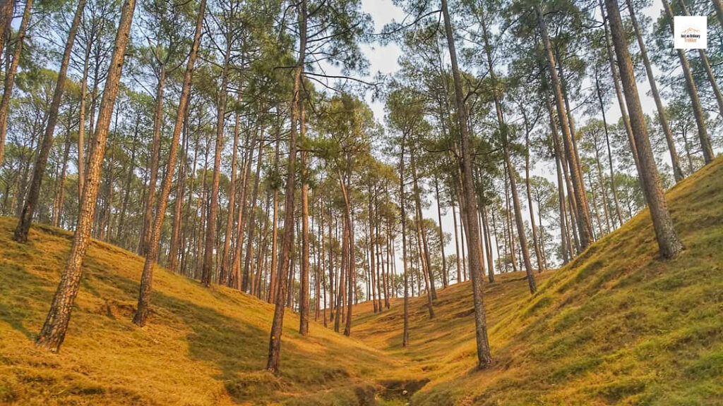 The beautiful views you get to see when driving from Lohajung to Haldwani after the Roopkund Trek!