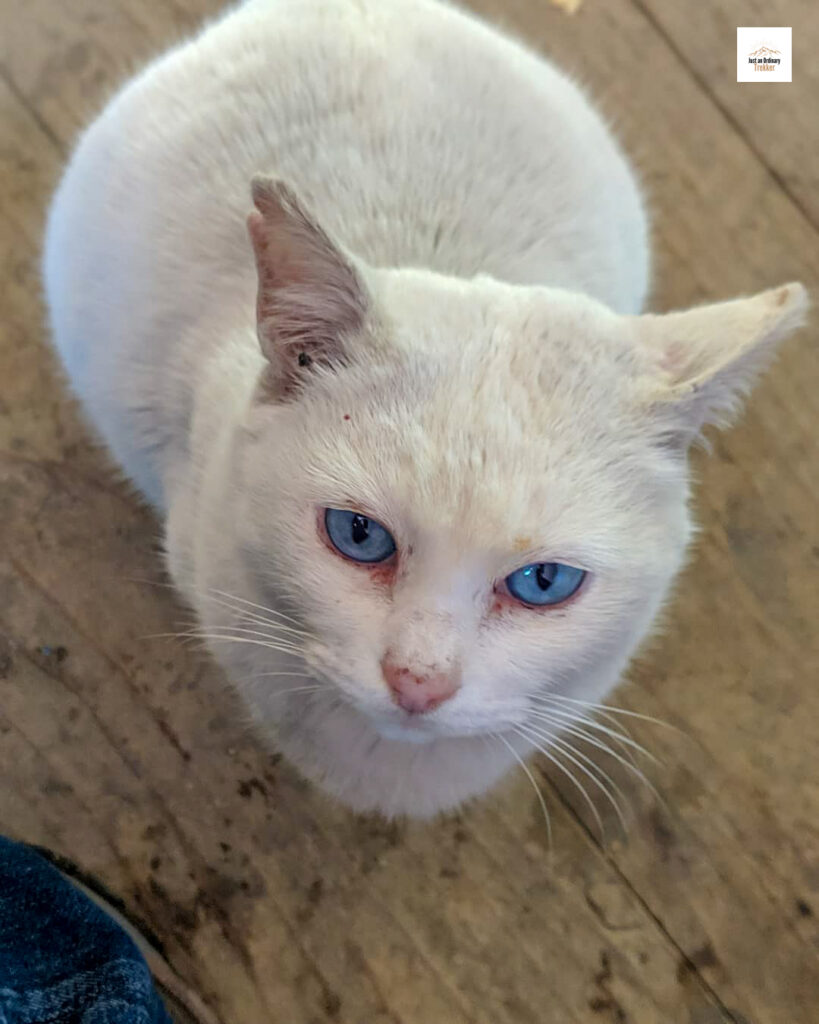 On every trek we go, we always encounter some dogs or cats who give us a company for a while.
Well she was one of the cutest cats I had encountered in my whole life. We met this beautiful creature in our stay in Chitrey during the Sandakphu trek.