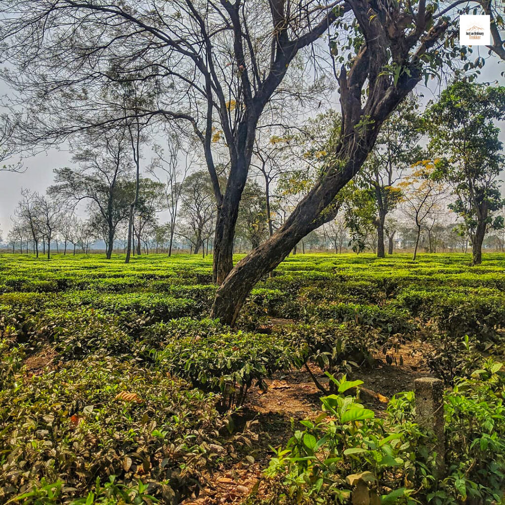 The drive from Siliguri to Chitre is filled with such beautiful views even before we enter the eastern Himalayas!